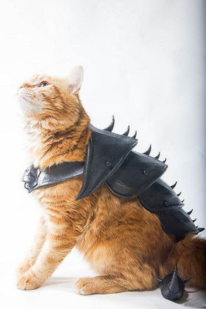 Dress Up your Cat for Halloween