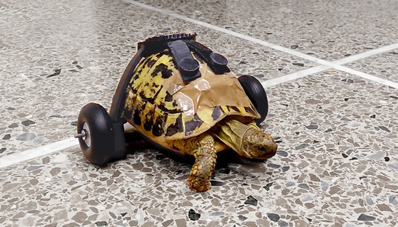 Zortrax Helps Disabled Turtle Walk Again!