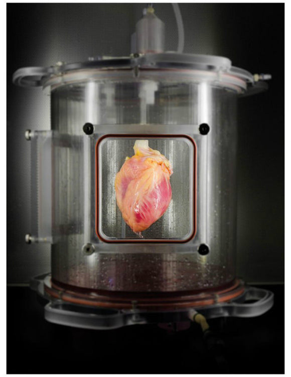 3 new projects pave the way for growing human organs from scratch